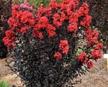 20 Sunset Magic Cape Myrtle Seeds Tree Flower Perennial Flowers Seed Fre... - $9.58