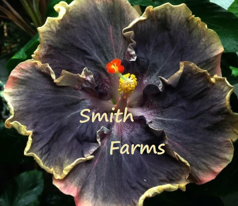 25+ Seeds Yellow Black Hibiscus Flowers - $6.94