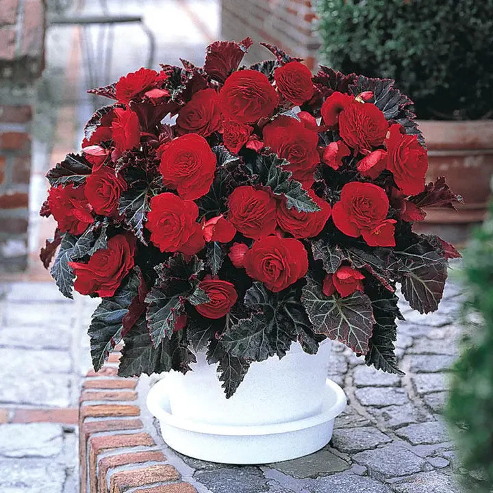 red 100pcs Switzerland Bloody Begonia Flower Seeds - £20.10 GBP