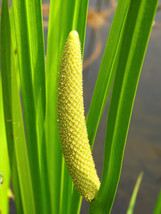 250 Sweet Flag Gras Wetland Pond Acorus Calamus Ornamental Seeds From US - $8.35