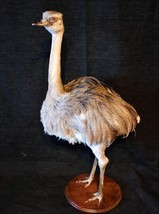 Museum Quality Rhea Ostrich Taxidermy Mount - £2,756.81 GBP