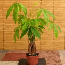 Feng Shui Money Tree with FREE Plant Food - Good Luck Plant Decor - $86.92