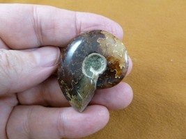(F415-7) 1-1/2&quot; Ammonite fossil ammonites extinct marine molluscs shell ... - £9.02 GBP