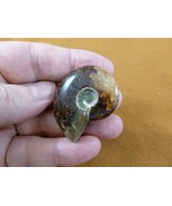 (F415-7) 1-1/2&quot; Ammonite fossil ammonites extinct marine molluscs shell ... - $217.82 MXN
