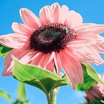 Pink Sunflower Rare Planting Garden 25+ Seeds - £4.75 GBP