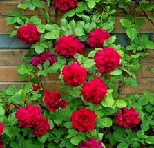 50+ Roses Flower Rose Plant Live Plant Rose Seeds  for garden - $4.86