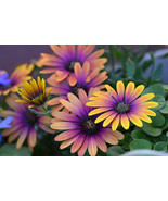 200 Pcs Purple &amp; Yellow Cape Daisy Seeds for Garden Planting - $10.99