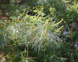 Pinus Armandii (Chinese White Pine) 5 seeds - £1.06 GBP