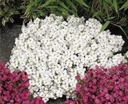 SL 200Pcs Creeping Thyme Seeds Rock Cress Plant - White And Dark Red Color - £5.34 GBP