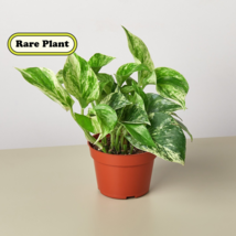 Pothos 'Marble Queen' - $12.99+