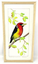 Red Bird Water Color Painting Rotkopfbartvogel Frame 12&quot;x7&quot; Dietershagen... - £132.82 GBP