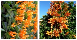 FLORIDA FLAME~~Phyrostegia Vine SMALL Rooted Starter Plant~Hummingbird H... - £39.29 GBP