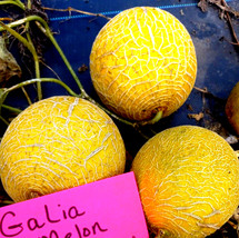 USA SELLER Galia Melon Seeds Sweet Honeydew 10 Seeds Fresh New - £14.58 GBP