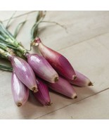 Red Long Of Florence Onion Seeds Quarter Gram Beautiful Tasty Fast US Sh... - €13,89 EUR