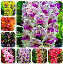 100 Of Orchid Cymbidium Seeds - $9.91