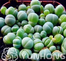 100Pcs Ball Conophytum Vanzylii Cactus Seeds Garden USA Seller - £16.12 GBP