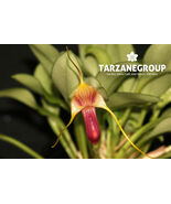 MASDEVALLIA FILARIA ‘RED / YELLOW’ SMALL ORCHID POTTED - $53.00