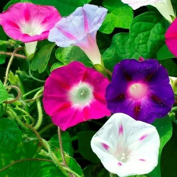 MORNING GLORY FLOWER 50+ SEEDS MIXED COLORS climber VINE annual - £7.51 GBP