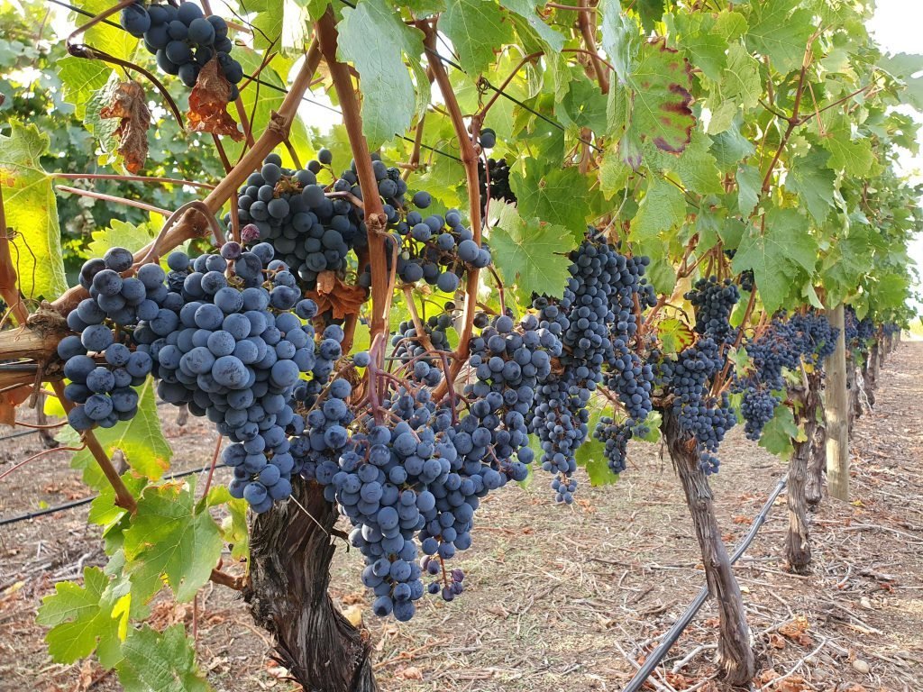200 Seeds Cabernet Sauvignon Grape Item image 4