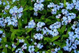 Blue Forget Me Not Flower 50 Seeds US Seller - £6.29 GBP