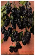 No. 1507 Mammoth Blackberries CA Mitchell Postcard - £13.19 GBP