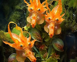10 Seeds Dragon Head Orchid Seeds - $6.58