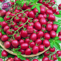 Tomato Cherry Rose Red Grape Fruit Seeds - £6.02 GBP