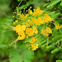 Tropical Seeds Yellow Peacock Flower 10 Tropical Seeds Container Or Deck Gardens - $18.68