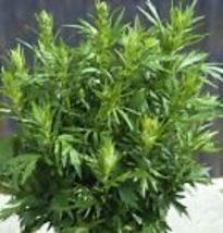 Mugwort Seeds(Artemisia vulgaris)Medicinal Culinary Perennial Herb USA 500+Seeds - £6.83 GBP