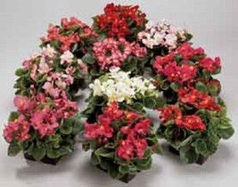 30 Gorgeous Begonia Ambassador Mix Flower Seeds  /  Long Lasting Annual  SG - $15.07