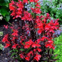 Lobelia 50 Pelleted Lobelia Starship Scarlet Fresh Seeds USA Seller - £14.98 GBP