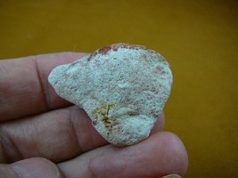 (O-280-8) Fossil Bivalve shell White Coober Pedy opal specimen stone Aus... - $39.99
