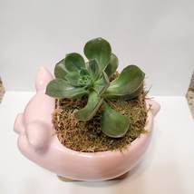 Pig Planter with Echeveria Succulent, Pink, Live Plant, Animal Succulent Planter image 6