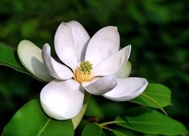 LWSTORE 20 Sweetbay Magnolia Tree Seeds Magnolia Virginiana Northern USPS Shippi - £6.95 GBP