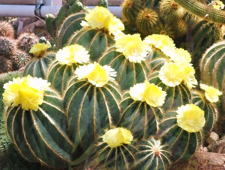 Parodia Magnifica, rare notocactus exotic eriocactus succulent cactus - ... - $307.50 MXN