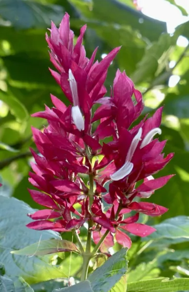 Brazilian Red Cloak, Megaskepasma Erythrochlamys, 10 Seeds 2024 Usa Fresh Garden - £18.31 GBP