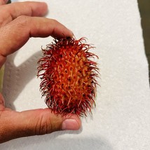 FROM US Live Fruit Tree 24”-36” Nephelium lappaceum (Long Seed Rambután) TP15 - £86.30 GBP