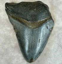 Megalodon Shark Tooth 2.3 x 1.9 in. Authenticated Fossil Mackerel  Great... - £166.79 GBP