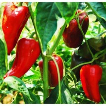 Super Shepherd Sweet Pepper Seeds Fresh Seeds USA - $12.80