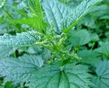 Stinging Nettle 2000 + Pure Seeds  Perennial Herb Medicinal Pollinators - $5.99