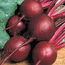 Beets, Ruby Queen, Heirloom, Organic, 25+ Seeds, Non Gmo, Dark Red N Sweet Beet - £2.39 GBP