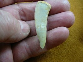 (f510-1) 1-1/8&quot; Enchodus Saber toothed Herring fish tooth Fossil I love ... - $14.01