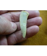 (f510-1) 1-1/8&quot; Enchodus Saber toothed Herring fish tooth Fossil I love ... - $19.22 CAD