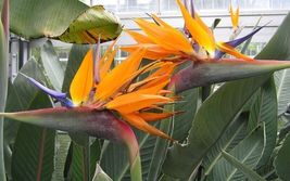 Well Small Rooted Plant Orange Bird Of Paradise~Strelitzia Reginae - $45.00