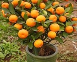 10 Mandarin Orange Tree Seeds - Citrus Reticulata Blanco Indoor Fruit Pl... - £9.05 GBP