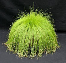 10 Seeds Isolepis Cernua Seeds Bright Green Fiber Optic Plant With Whitish Flowe - $20.22