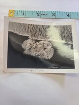 Photo of Logs in a Lake Japan Late 1940s Original - $4.95 Photo of Logs in a Lake Japan Late 1940s Original - $4.95