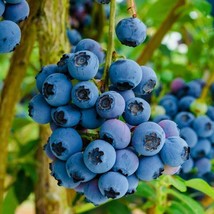 Blueberry &#39;Reka&#39;, 4&quot; Pot Well Rooted Highbush Fruit Bush Perennial LIVE ... - £29.56 GBP