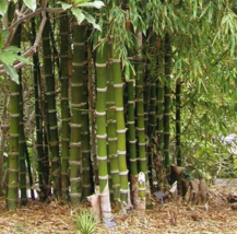 50 Pc Seeds Giant Thorny Bamboo Plant, Perennial Bamboo Seeds for Planting | RK - £13.27 GBP