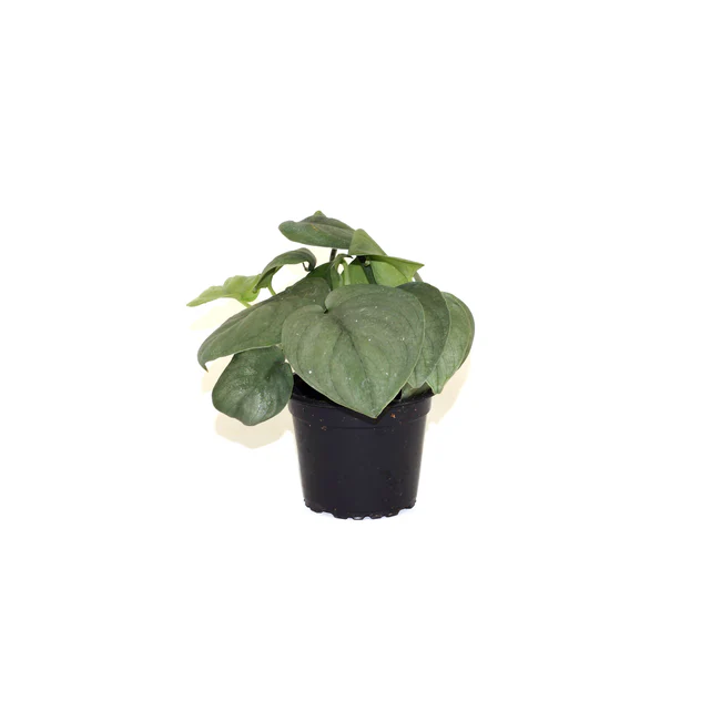 Semilir Scindapsus Pictus Silver Hero 3.5 Until 4 Inch Pot - £44.79 GBP